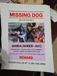 Reunited Female Dog last seen indigo stone and katy briar, Katy, TX 77493
