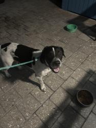 Reunited Unknown Dog last seen Northeast 30TH ST Pompano Beach, Pompano Beach, FL 33064