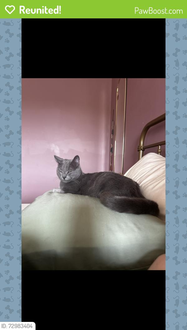 Reunited Male Cat last seen W Georgia Publix, Simpsonville, SC 29680