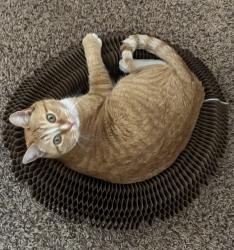 Lost Male Cat last seen Skyview elementry school, Windsor, CO 80550