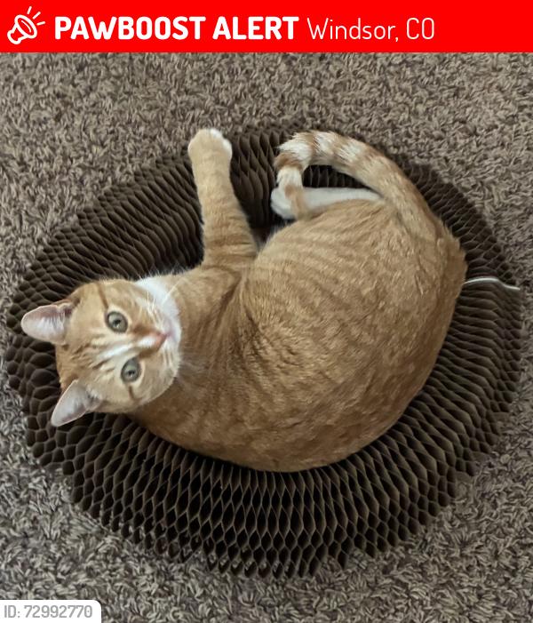 Lost Male Cat last seen Skyview elementry school, Windsor, CO 80550