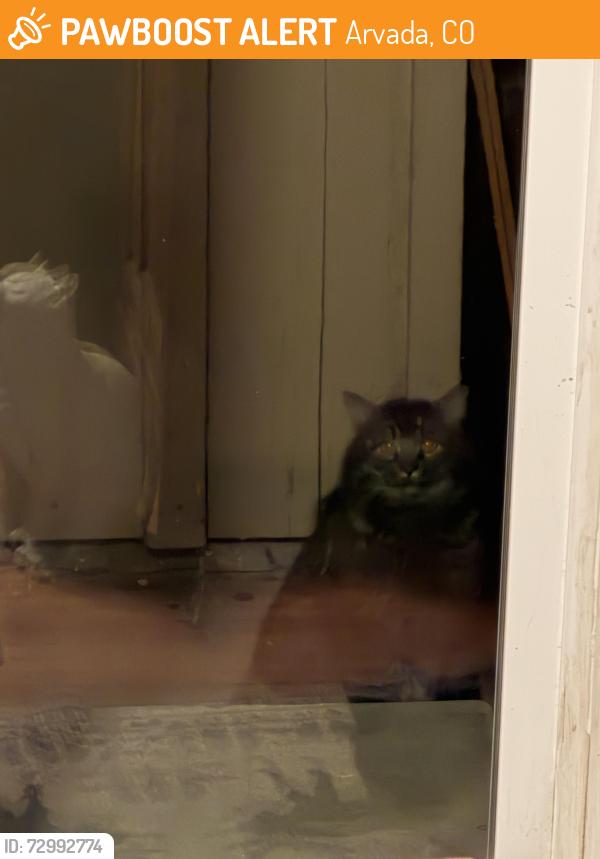 Found/Stray Unknown Cat last seen 64th and Jay Street, Arvada, CO 80003