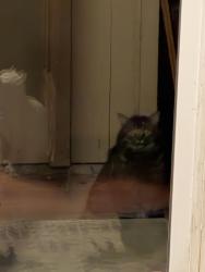 Found/Stray Unknown Cat last seen 64th and Jay Street, Arvada, CO 80003