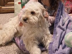 Lost Male Dog last seen Whitewood, Murrieta, CA 92563