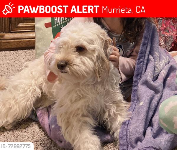 Lost Male Dog last seen Whitewood, Murrieta, CA 92563