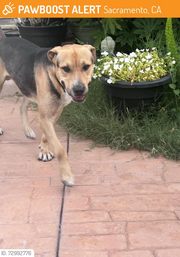 Found/Stray Male Dog last seen 47th Ave, Sacramento, CA 95822