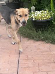 Found/Stray Male Dog last seen 47th Ave, Sacramento, CA 95822
