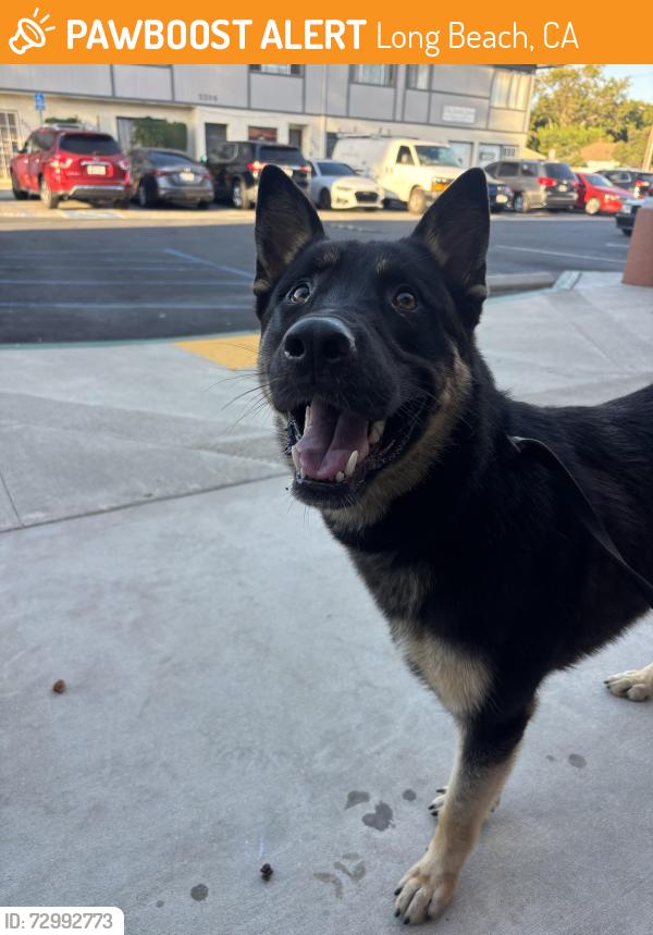 Found/Stray Male Dog last seen Vista and Coronado Ave, Long Beach, CA 90803