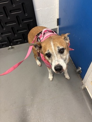 Shelter Stray Female Dog last seen Kaiser Permanente Urgent Care, Seattle, TX, 2061 15th Ave W, Seattle, WA 98119, USA
