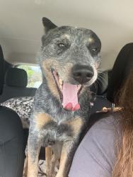 Lost Male Dog last seen Fiske, under hill park, Lincoln park. Lincoln heights , Spokane, WA 99202