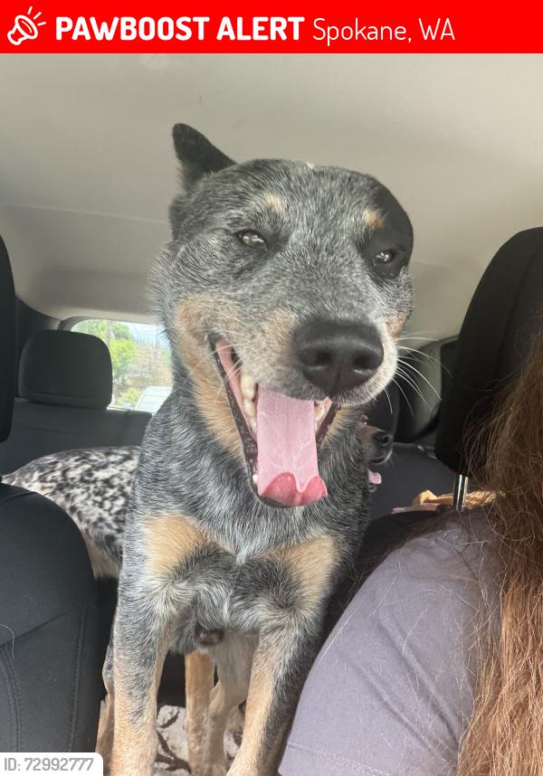 Lost Male Dog last seen Fiske, under hill park, Lincoln park. Lincoln heights , Spokane, WA 99202