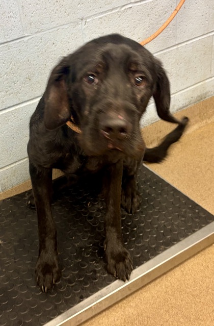 Shelter Stray Male Dog last seen Near Old River Road, 30294, GA, 3280 Chamblee Dunwoody Rd, Chamblee, GA 30341, USA