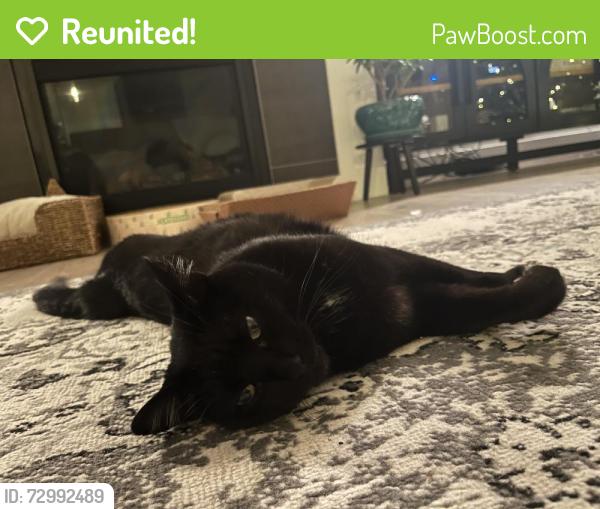 Reunited Male Cat last seen Barbera St, Richland, WA, USA, Richland, WA 99352