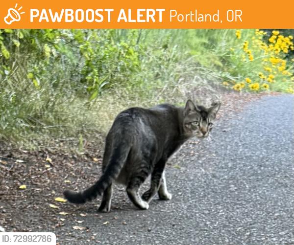 Found/Stray Unknown Cat last seen SE 76th & Division, Portland, OR 97215