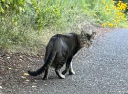 Found/Stray Unknown Cat last seen SE 76th & Division, Portland, OR 97215