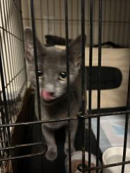 Found/Stray Male Cat last seen between rouses and drug emporium, Lafayette, LA 70506
