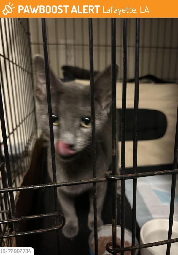 Found/Stray Male Cat last seen between rouses and drug emporium, Lafayette, LA 70506