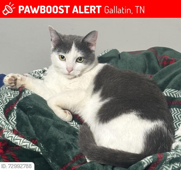 Lost Female Cat last seen Hwy 109, Gallatin, TN 37066