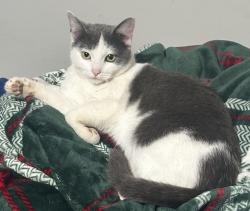 Lost Female Cat last seen Hwy 109, Gallatin, TN 37066