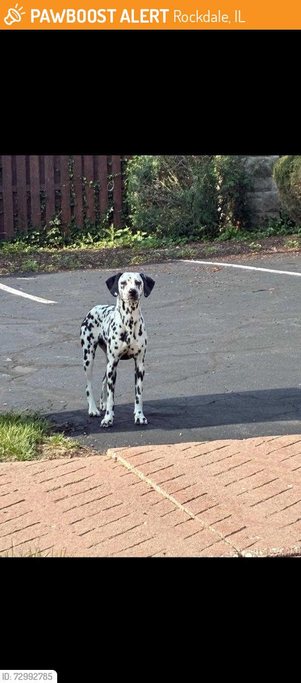 Found/Stray Unknown Dog last seen Parkfront Joliet, Joliet, IL 60436