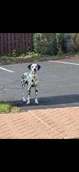Found/Stray Unknown Dog last seen Parkfront Joliet, Joliet, IL 60436