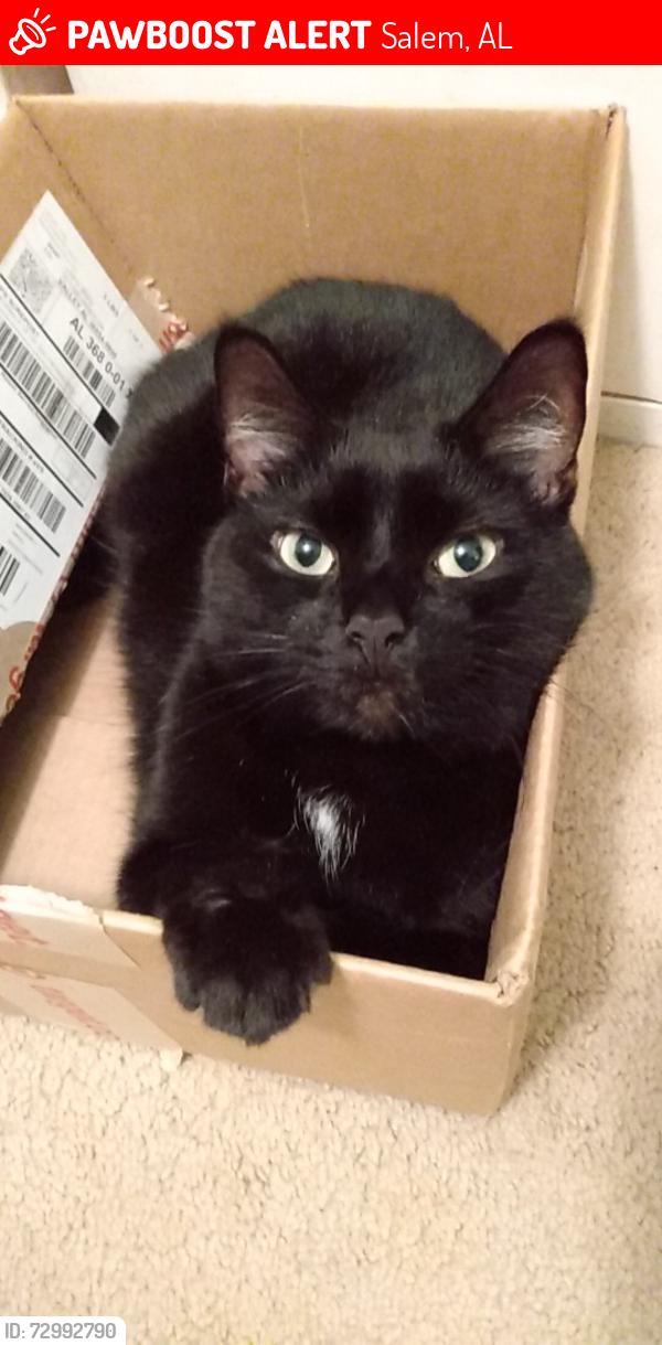 Lost Male Cat last seen Between lee road 752 and lee road 175 in Salem AL, Salem, AL 36874