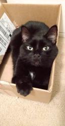 Lost Male Cat last seen Between lee road 752 and lee road 175 in Salem AL, Salem, AL 36874