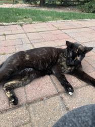 Reunited Female Cat last seen Harriman Lake Park, Littleton, CO 80127