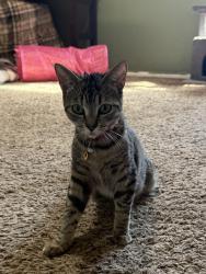 Lost Female Cat last seen post, Redlands, CA 92374