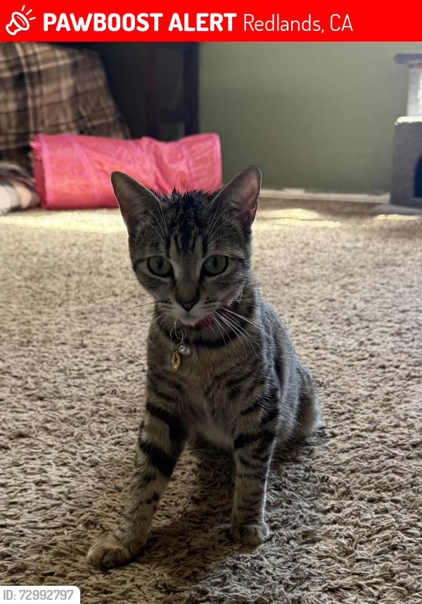 Lost Female Cat last seen post, Redlands, CA 92374