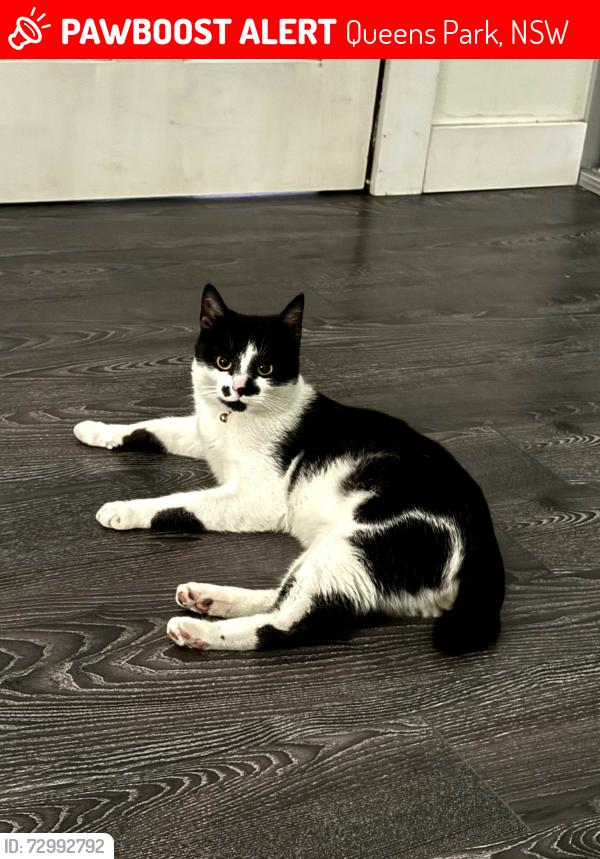 Lost Male Cat last seen Near waverly school and the police station , Queens Park, NSW 2022