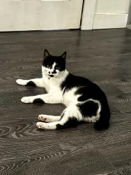 Lost Male Cat last seen Near waverly school and the police station , Queens Park, NSW 2022