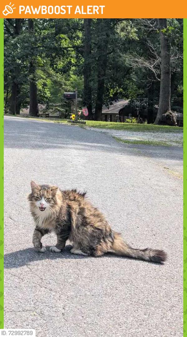 Found/Stray Unknown Cat last seen Grevier Road, Midlothian, Va, Chesterfield County, VA 23112