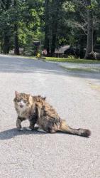 Found/Stray Unknown Cat last seen Grevier Road, Midlothian, Va, Chesterfield County, VA 23112