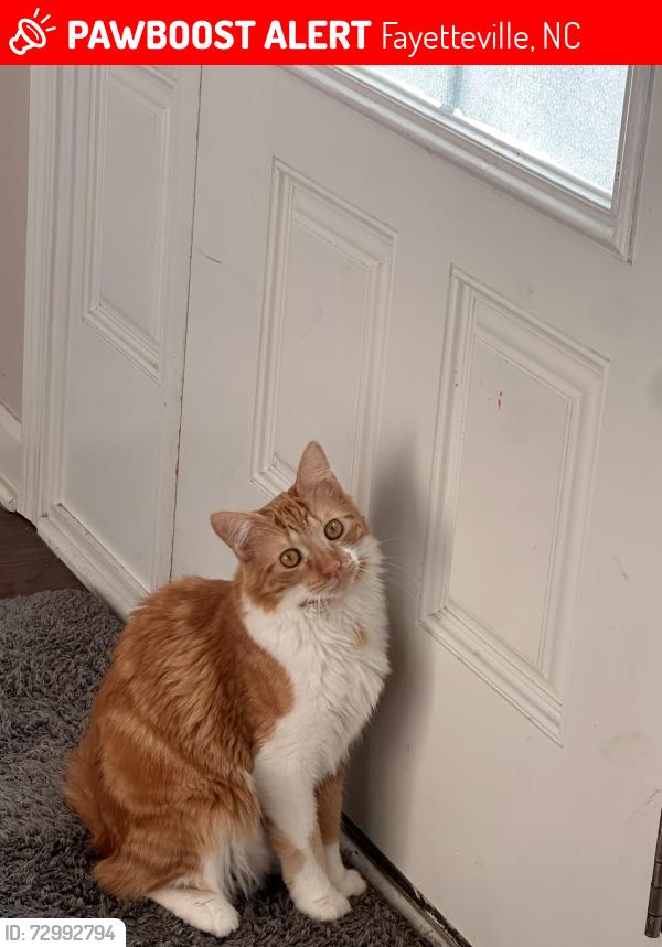 Lost Male Cat last seen Winnants , Fayetteville, NC 28306