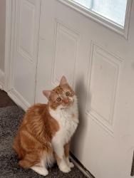 Lost Male Cat last seen Winnants , Fayetteville, NC 28306