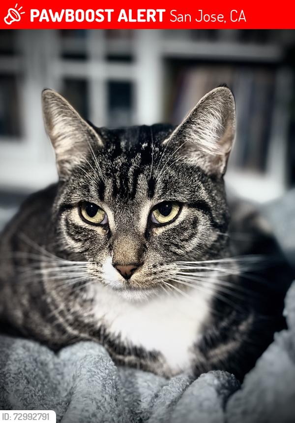 Lost Male Cat last seen Leigh Ave, San Jose, CA 95128