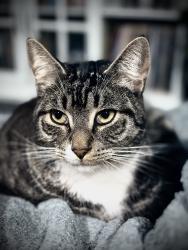 Lost Male Cat last seen Leigh Ave, San Jose, CA 95128