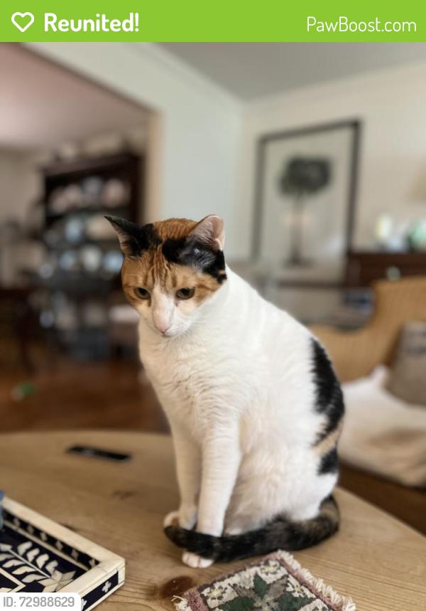 Reunited Female Cat last seen Ponderosa and Ventura, Wakefield, VA 22003