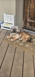 Reunited Male Dog last seen Sunken valley drive , Nampa, ID 83687