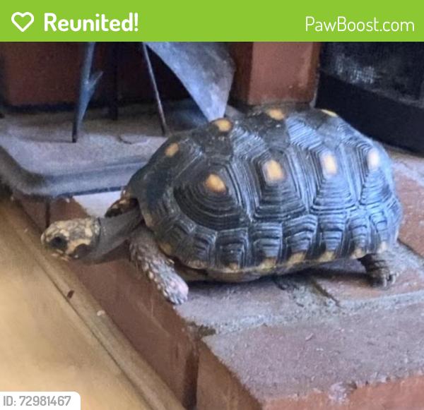 Reunited Female Reptile last seen Behind Grace miller elementary school , La Verne, CA 91750