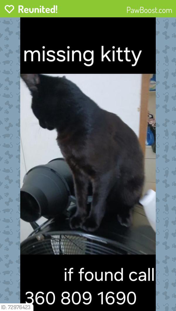 Reunited Male Cat last seen Monroe road, Port Angeles, WA 98362
