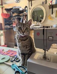 Lost Female Cat last seen Near e Colton ave, Redlands, CA 92374