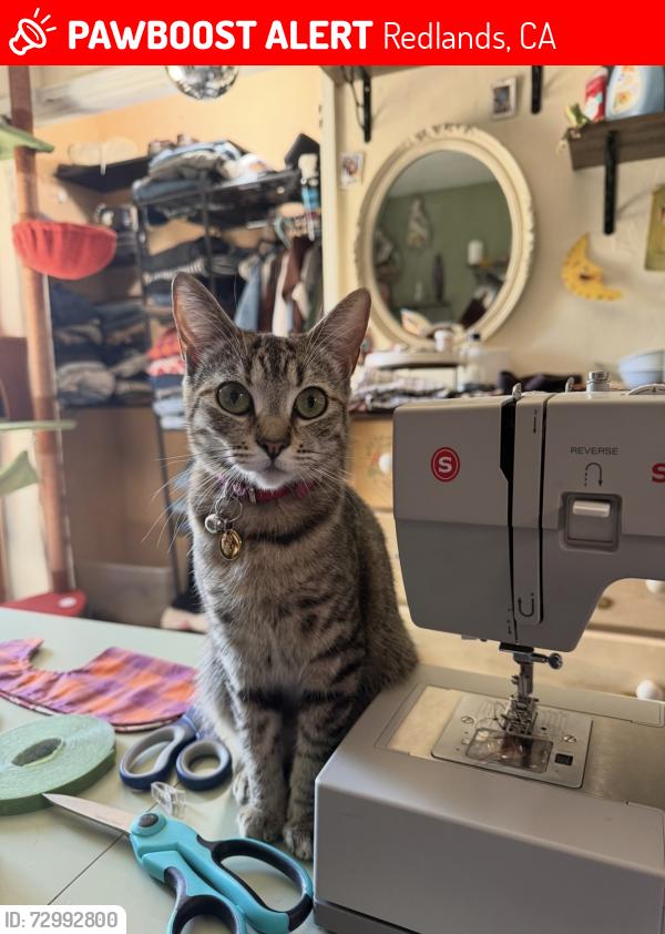 Lost Female Cat last seen Near e Colton ave, Redlands, CA 92374