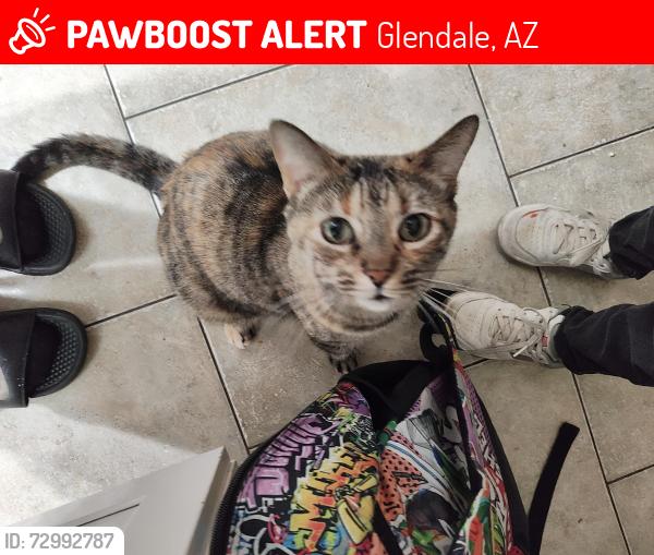 Lost Female Cat last seen 47th ave Orangewood , Glendale, AZ 85301