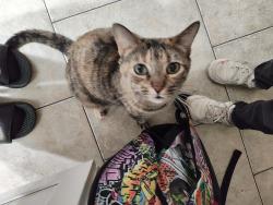 Lost Female Cat last seen 47th ave Orangewood , Glendale, AZ 85301