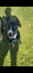 Lost Male Dog last seen Cardiff, San Diego, CA 92114