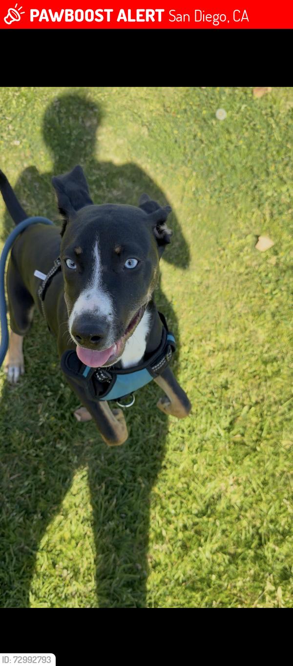 Lost Male Dog last seen Cardiff, San Diego, CA 92114