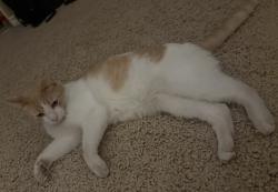 Lost Male Cat last seen La Sierra and Victoria Ave, Riverside, CA 92503