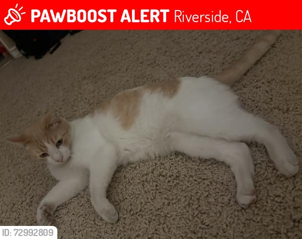 Lost Male Cat last seen La Sierra and Victoria Ave, Riverside, CA 92503